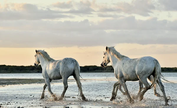 Weiße Camargue-Pferde laufen — Stockfoto