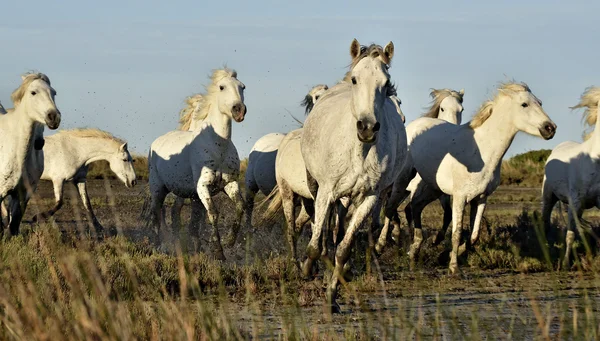Beyaz at Camargue, çalışan