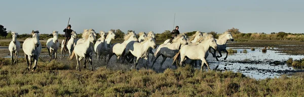 Running White horses of Camargue — Stock Photo, Image