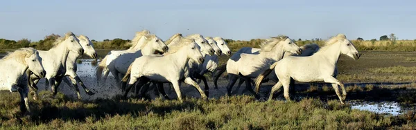 Kolejny biały koni Camargue — Zdjęcie stockowe