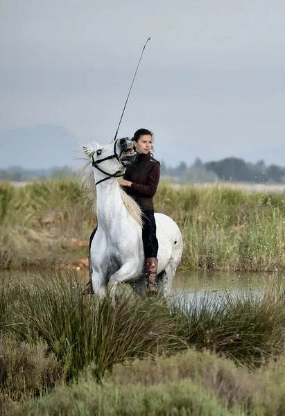 White horse and rider — Stock Photo, Image