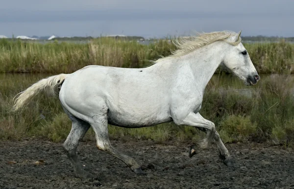 Τρέχοντας άσπρο άλογο της Camargue — Φωτογραφία Αρχείου