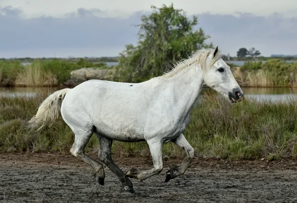 Courir cheval blanc de Camargue — Photo