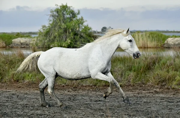 Correndo cavalo branco de Camargue — Fotografia de Stock