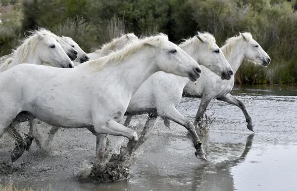 Kör vita hästar av Camargue — Stockfoto