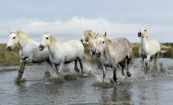 Lopende witte paarden van Camargue — Stockfoto