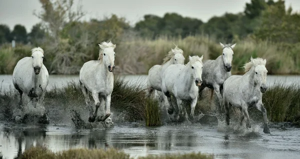 Laufen weiße Pferde der Camargue — Stockfoto