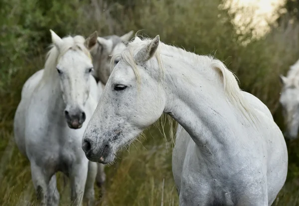 Cavalos brancos de Camargue — Fotografia de Stock
