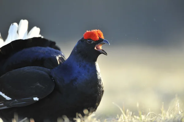 Black Grouse lek at sunrise. — Stock Photo, Image