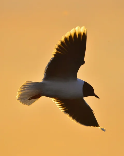 Летающая маленькая чайка (Larus minutus ). — стоковое фото