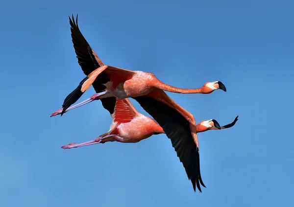 Flying Caribbean flamingos (Phoenicopterus ruber) — Stock Photo, Image