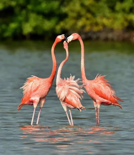 Paartijd van Caribische Flamingo 's — Stockfoto