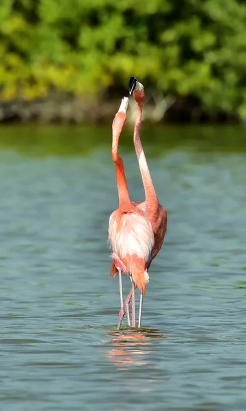 Брачный сезон карибских фламинго — стоковое фото
