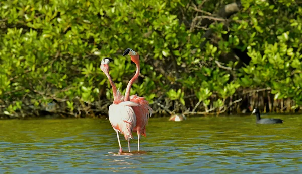 Paartijd van Caribische Flamingo 's — Stockfoto