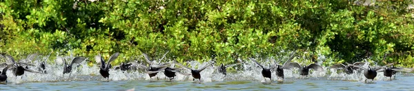 アメリカの coot (アメリカーナ アフリカマイマイ) — ストック写真