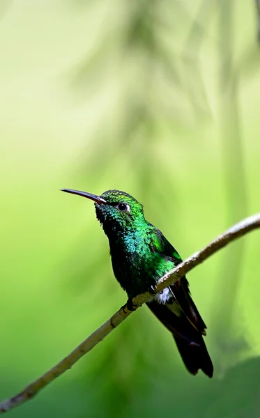 La esmeralda cubana (Chlorostilbon ricordii ) — Foto de Stock