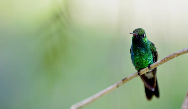 The Cuban emerald (Chlorostilbon ricordii) — Stock Photo, Image