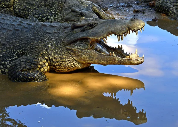 Cubaanse krokodillen (crocodylus rhombifer) — Stockfoto