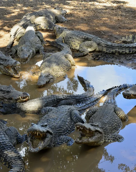 Kubanische Krokodile (crocodylus rhombifer)) — Stockfoto