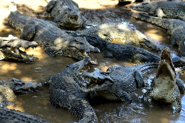 Cuban Crocodiles (crocodylus rhombifer) — Stock Photo, Image