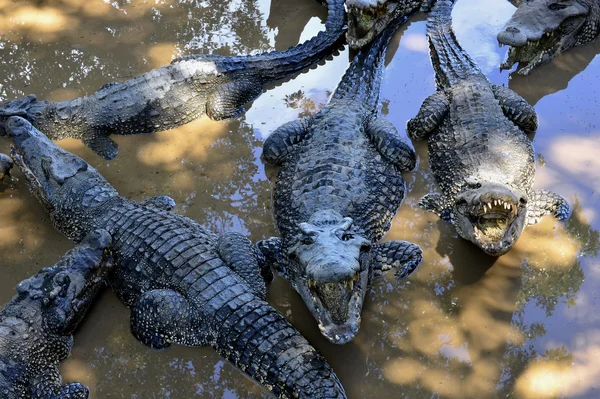 Кубинские крокодилы (Crocodylus rhombifer ) — стоковое фото