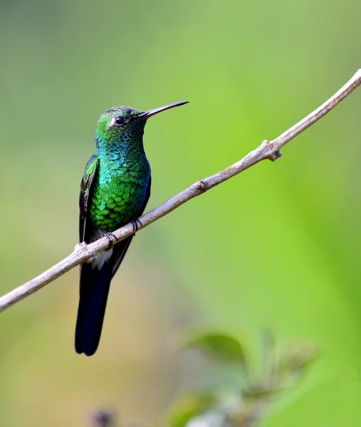 (Chlorostilbon ricordii Küba Emerald) — Stok fotoğraf