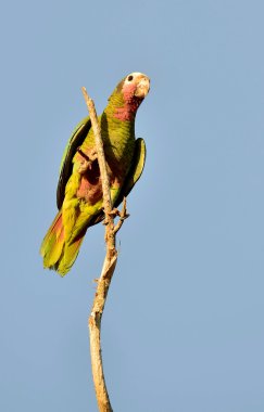 Küba papağan (Amazona leucocephala leucocephala)