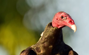Türkiye Akbabası (katartes aura))