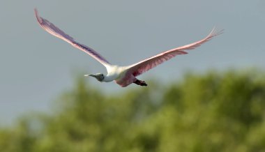 Roseate Spoonbill (Platalaja)