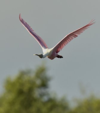 pembe kaşıkçı (platalea ajaja)