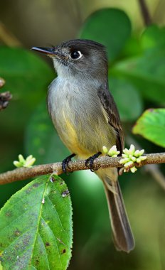 Küba peewee veya Hilal gözlü pewee