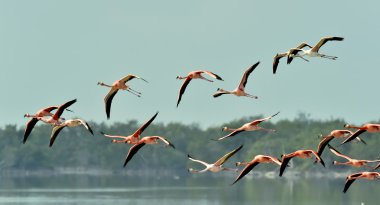 Karayip flamingolar uçan