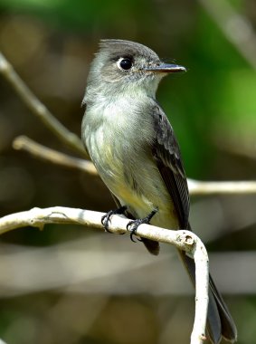 Küba peewee veya Hilal gözlü pewee