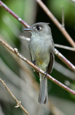 Küba peewee veya Hilal gözlü pewee