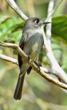 Küba peewee veya Hilal gözlü pewee