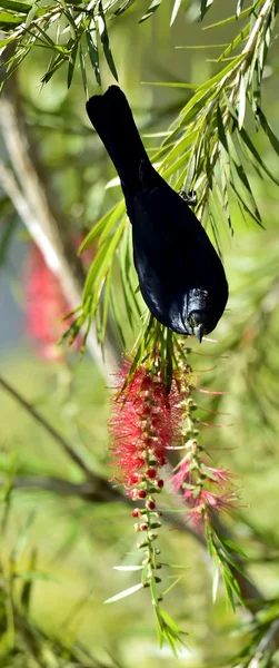 Kubański Blackbird (nurkowania atroviolaceus). — Zdjęcie stockowe