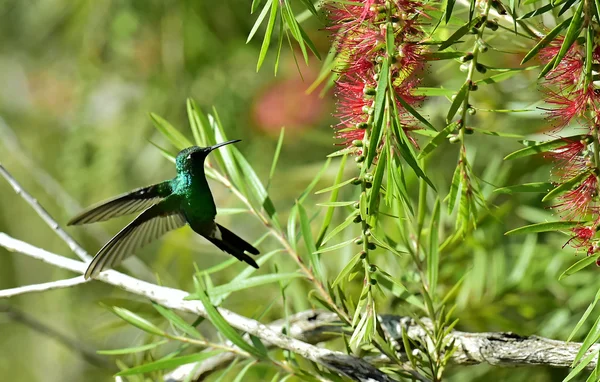 Kubánský Emerald na letu. — Stock fotografie