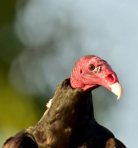 Truthahngeier (cathartes aura)) — Stockfoto