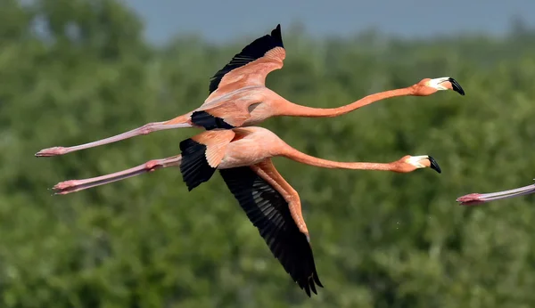 Caribische Flamingo's vliegen — Stockfoto