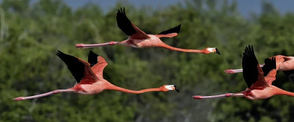 Latający Karaibów flamingi — Zdjęcie stockowe