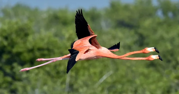 Flying Caribbean flamingos — Stock Photo, Image