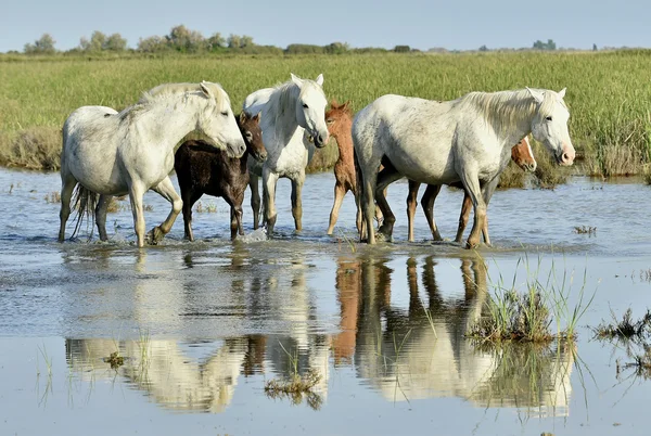 Białe konie Camargue źrebiąt — Zdjęcie stockowe
