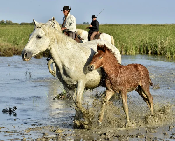 Jeźdźców i koni Camargue kolejny biały — Zdjęcie stockowe