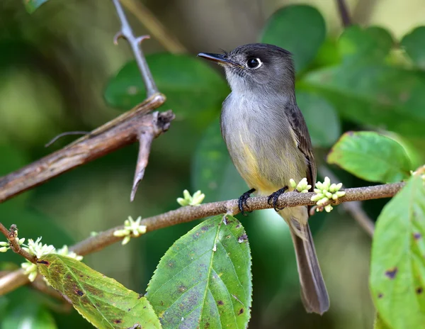 The Cuban Peewee or Crescent-eyed Pewee — Stock Photo, Image