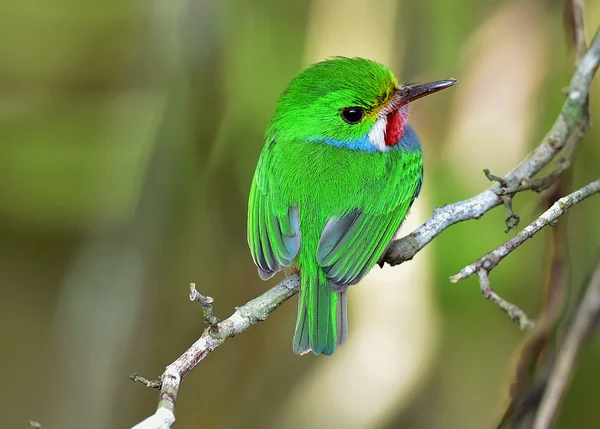 Cubano Tody, Todus multicolor — Fotografia de Stock