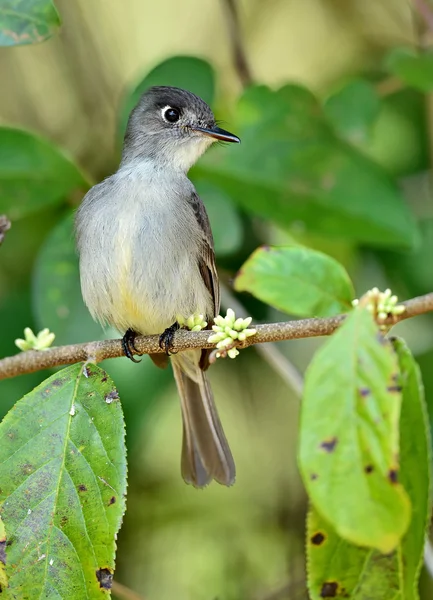 The Cuban Peewee or Crescent-eyed Pewee — Stock Photo, Image