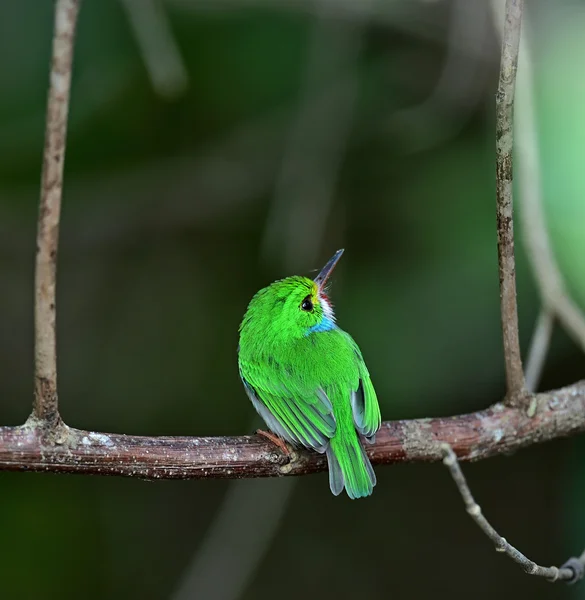 Cuban Tody, Todus multicolor, — Stock Photo, Image