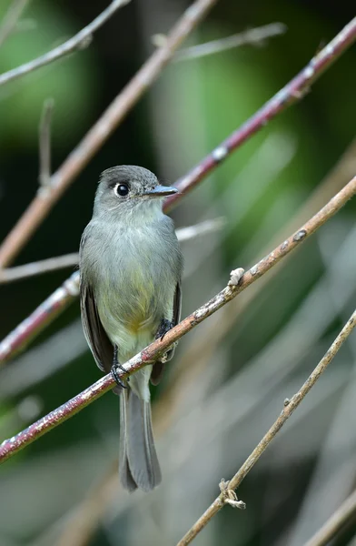 The Cuban Peewee or Crescent-eyed Pewee — Stock Photo, Image