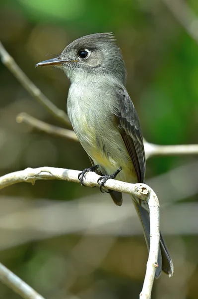 Il Peewee cubano o Pewee dagli occhi di mezzaluna — Foto Stock