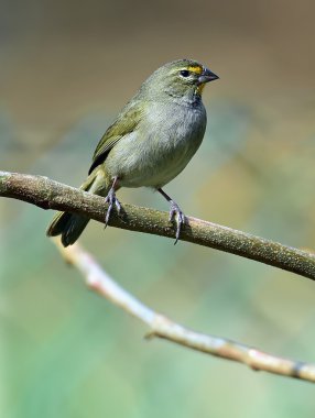 Grassquit (Tiaris olivacea sarı karşı karşıya)